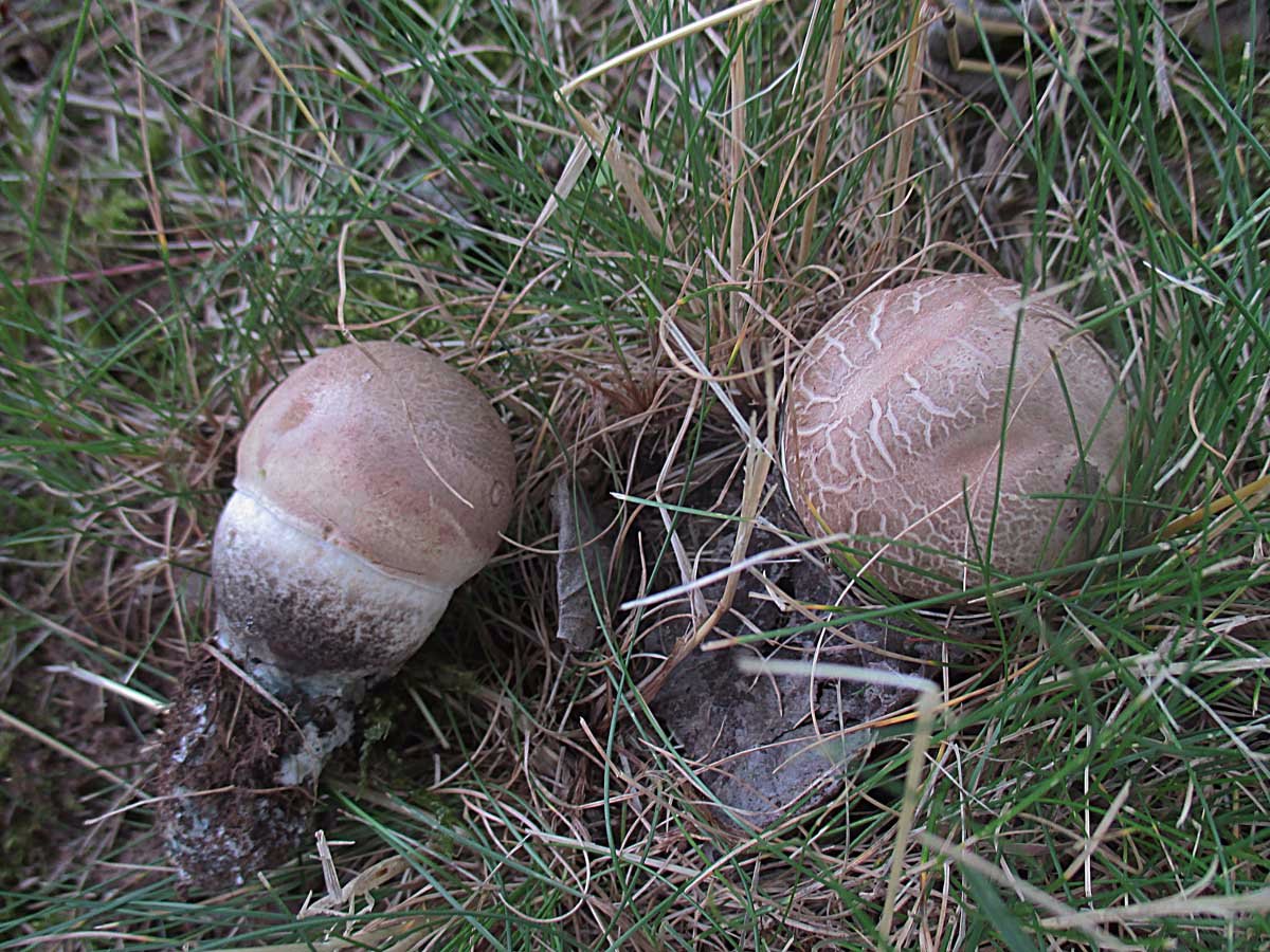 Leccinum duriusculum.jpg