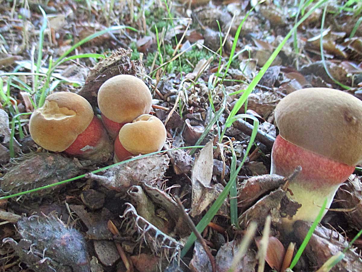 Neoboletus erythropus.jpg