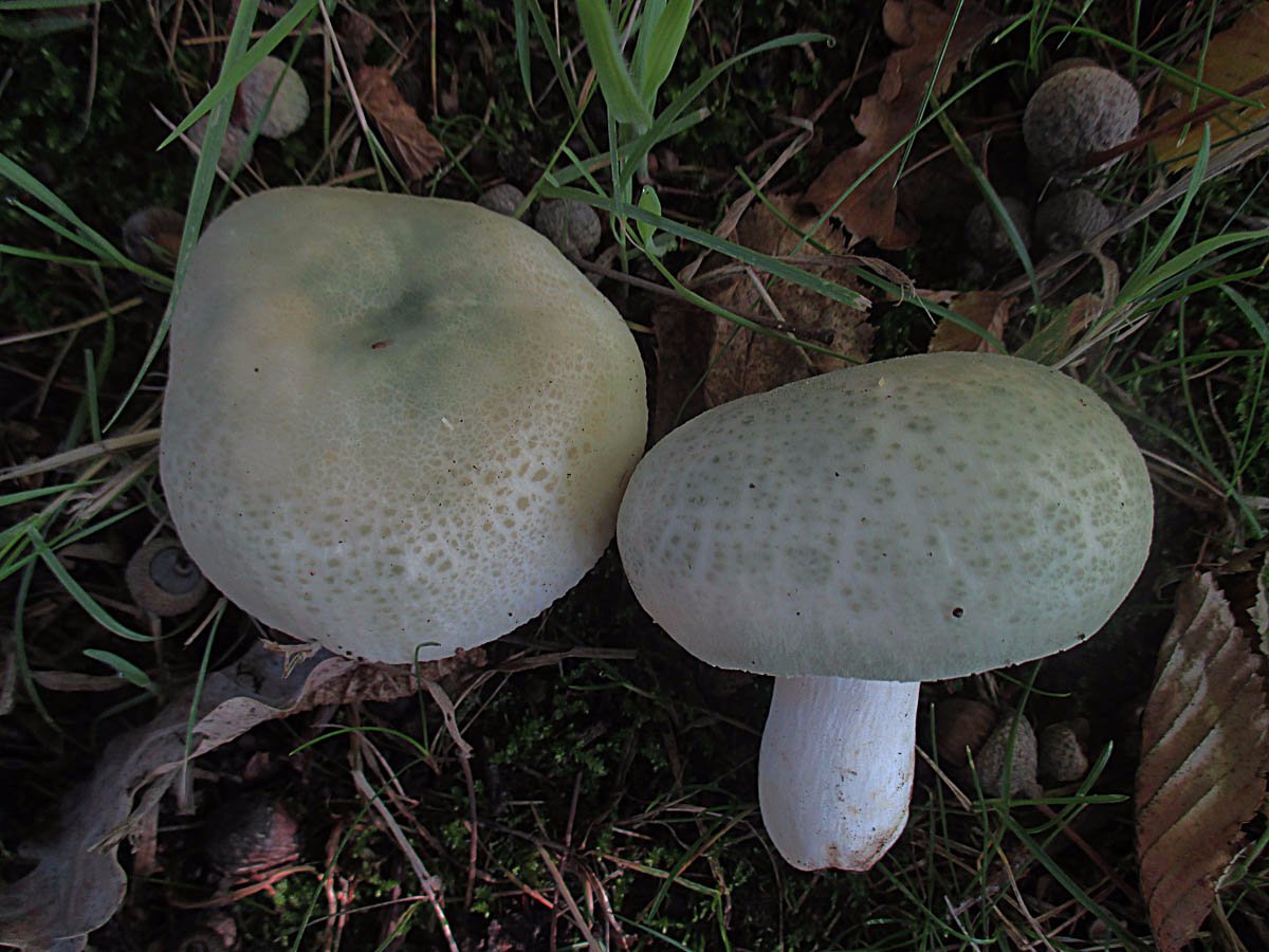 Russula virescens.jpg