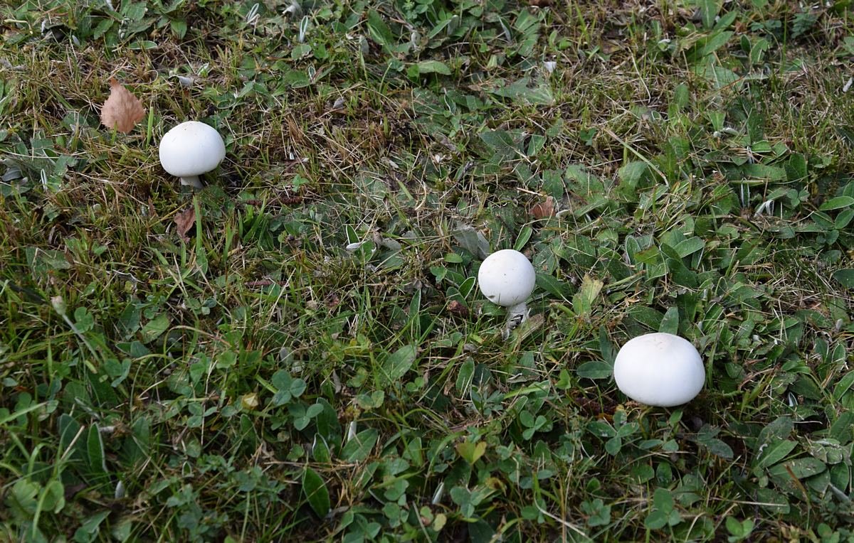 Leucoagaricus leucocithes