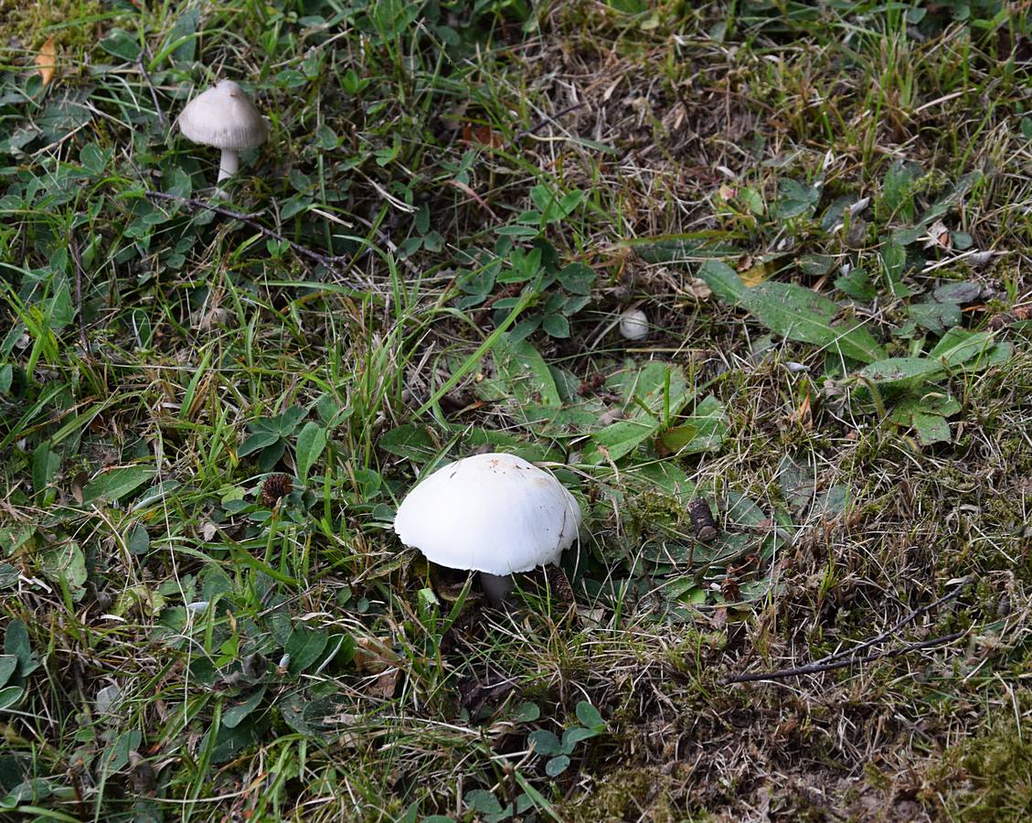 Leucoagaricus leucocithes  ( PS. , Der Pilz links oben im Bild ist eine andere Spezie )