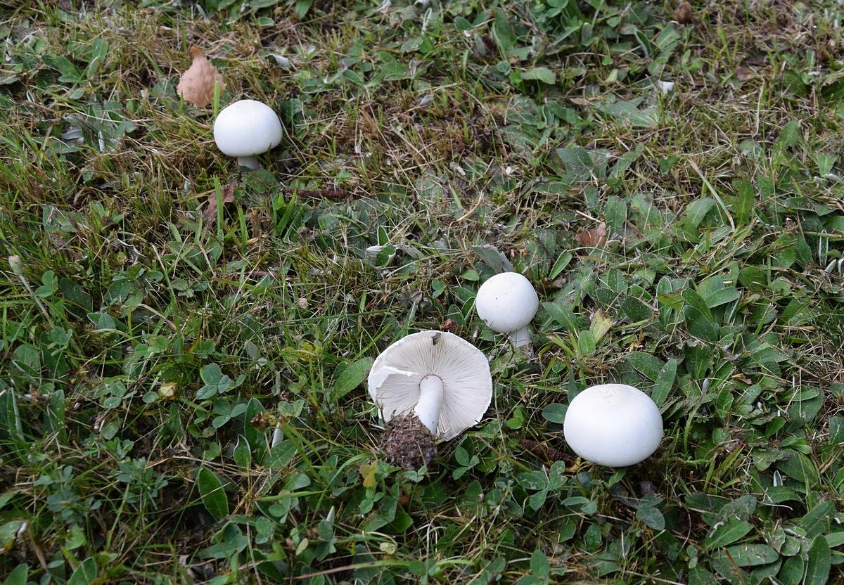 Leucoagaricus leucocithes