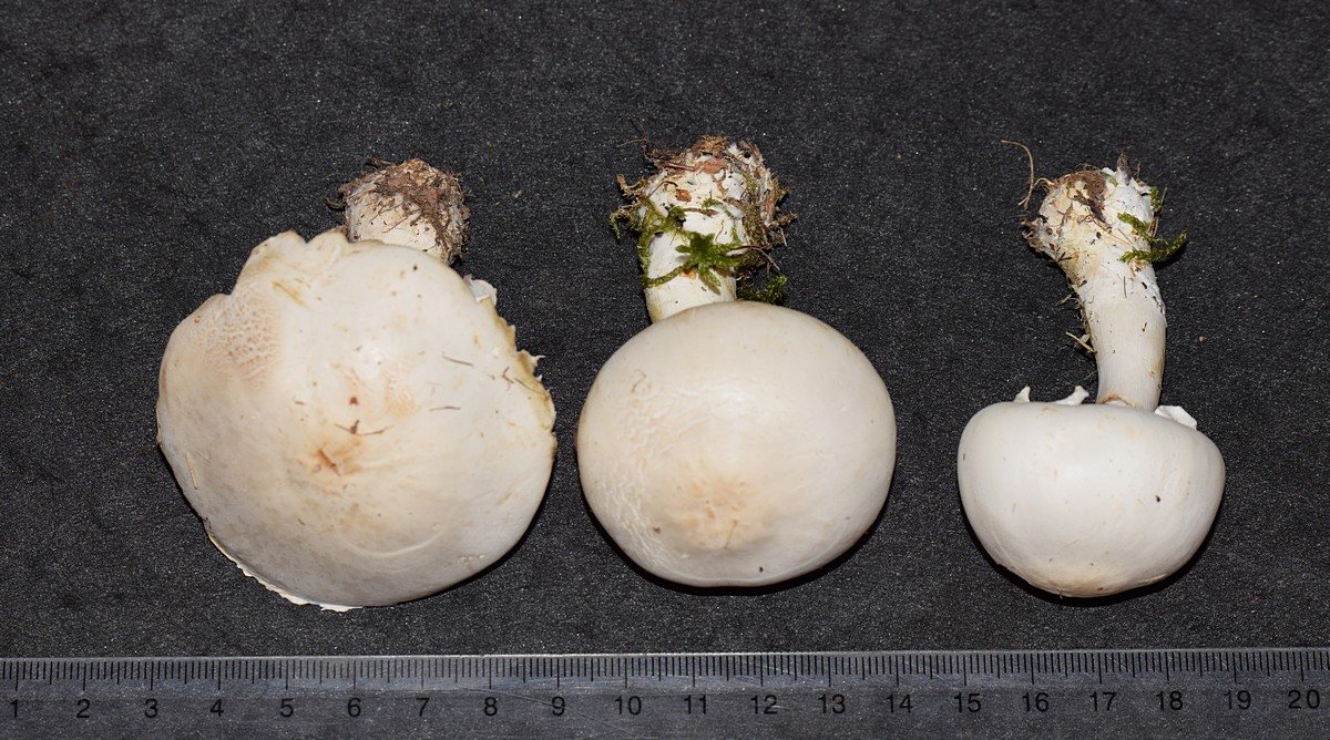 Leucoagaricus leucocithes