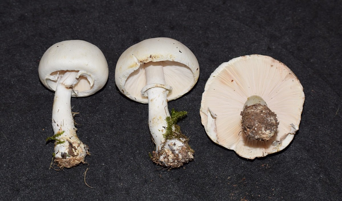 Leucoagaricus leucocithes
