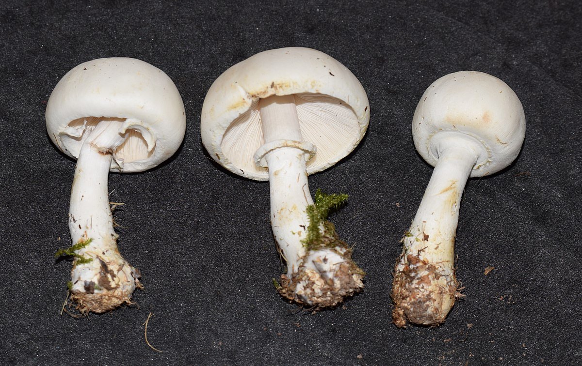 Leucoagaricus leucocithes