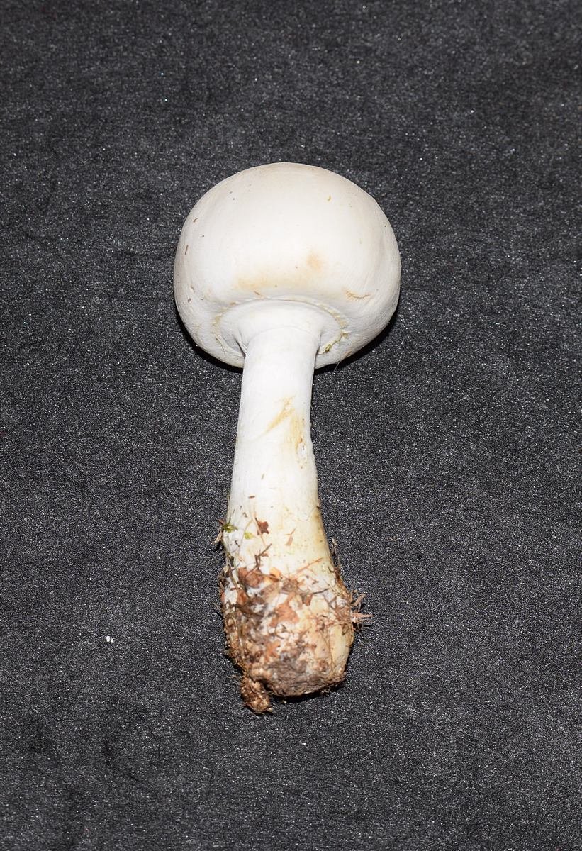 Leucoagaricus leucocithes