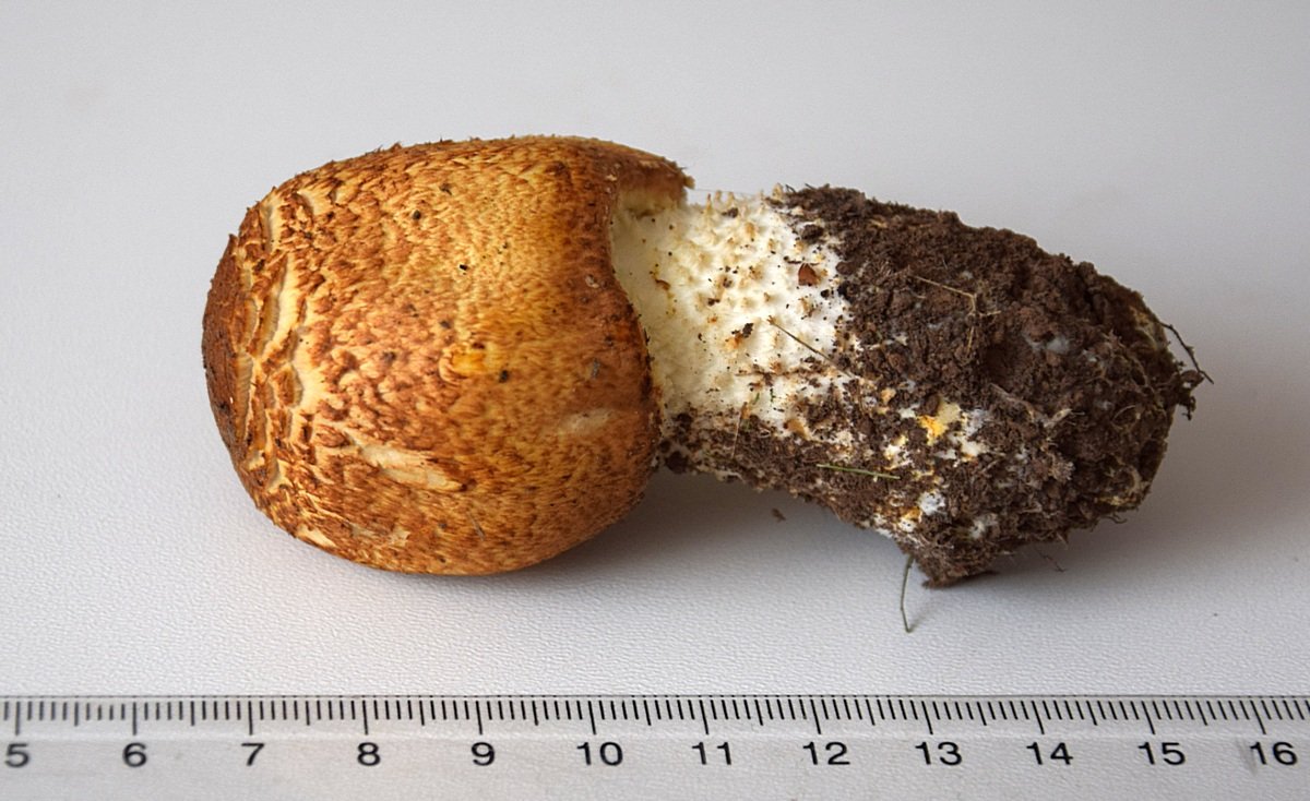 10.09.17_HBK TF-3_1.1.JPG