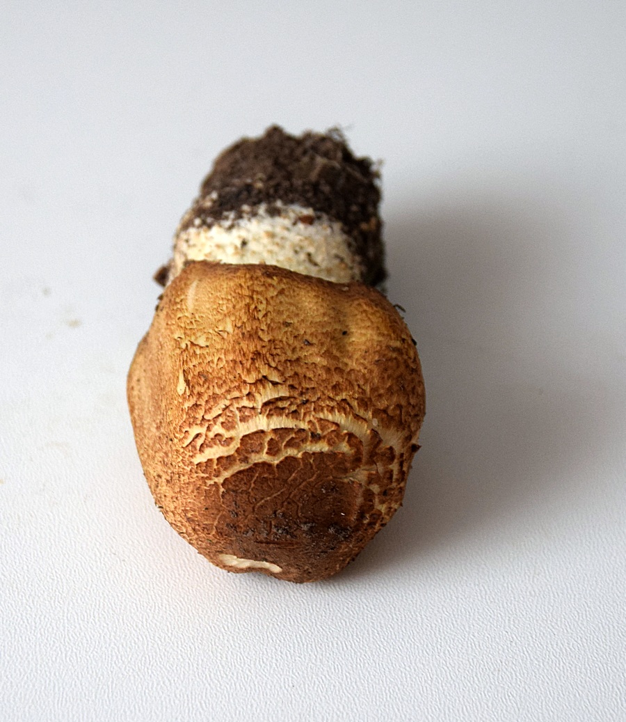 10.09.17_HBK TF-3_1.2.JPG