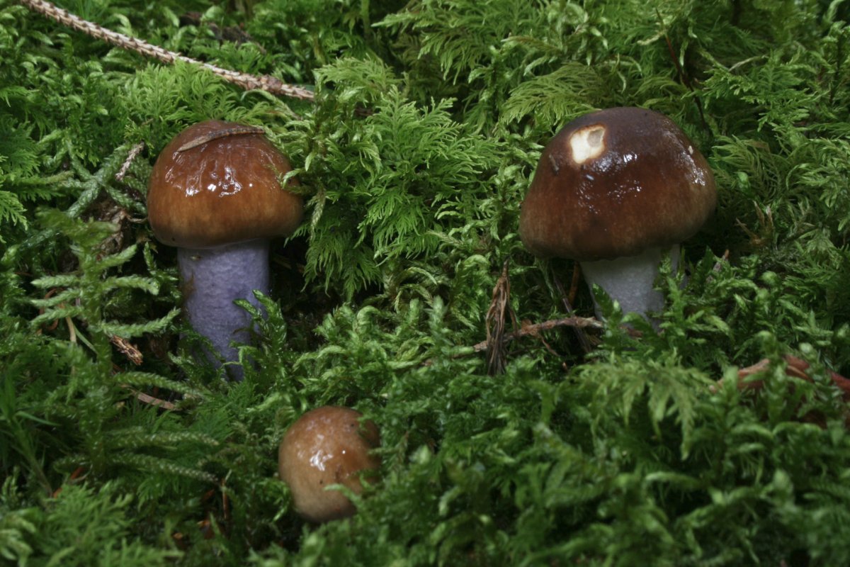 Cortinarius_stillatitius_06_Dbw.jpg