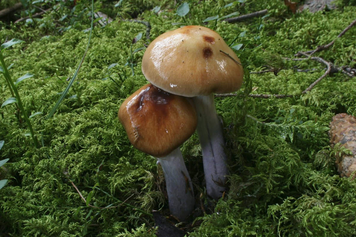 Cortinarius_stillatitius_02_Dbw.jpg