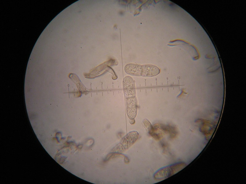 1000er Schwarzh (30).JPG