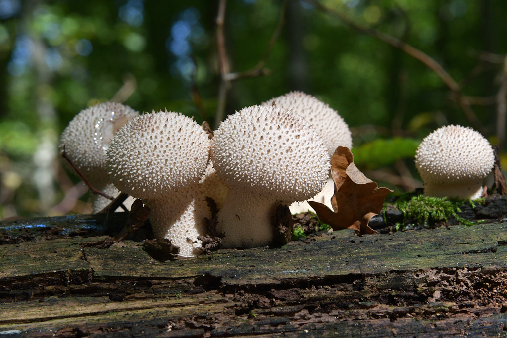 Lycoperdon_perlatum.jpg