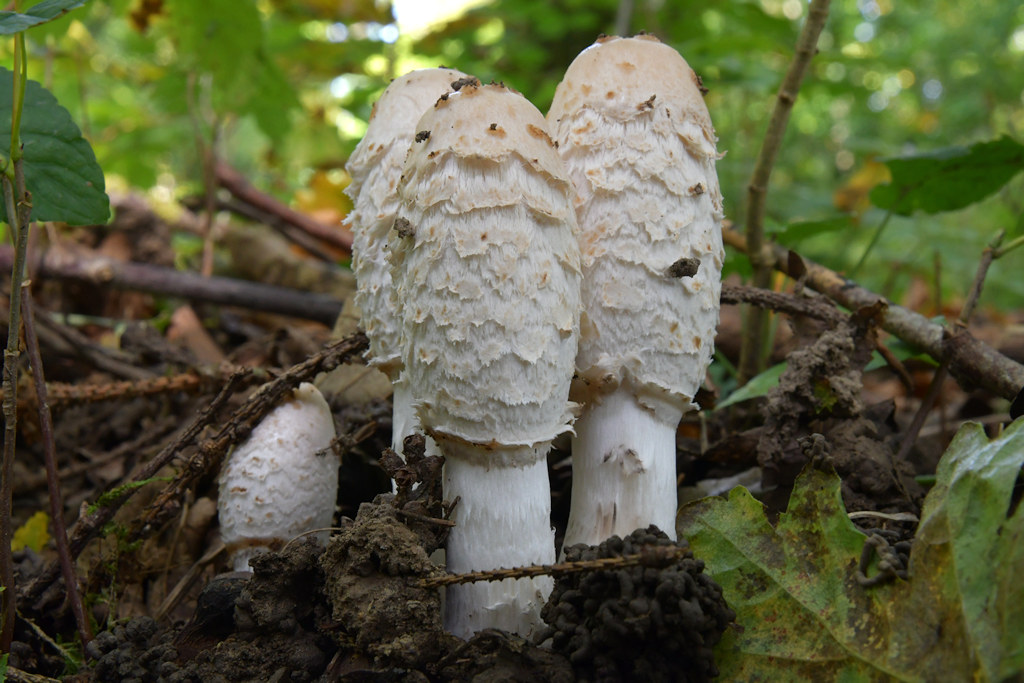 Coprinus_comatus.jpg