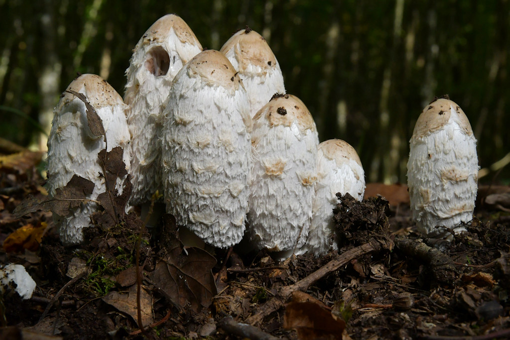 Coprinus_comatus002.jpg