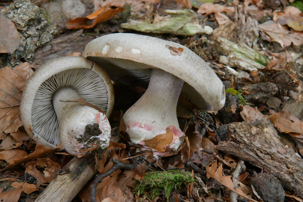Tricholoma_orirubens_var.basirubens.jpg