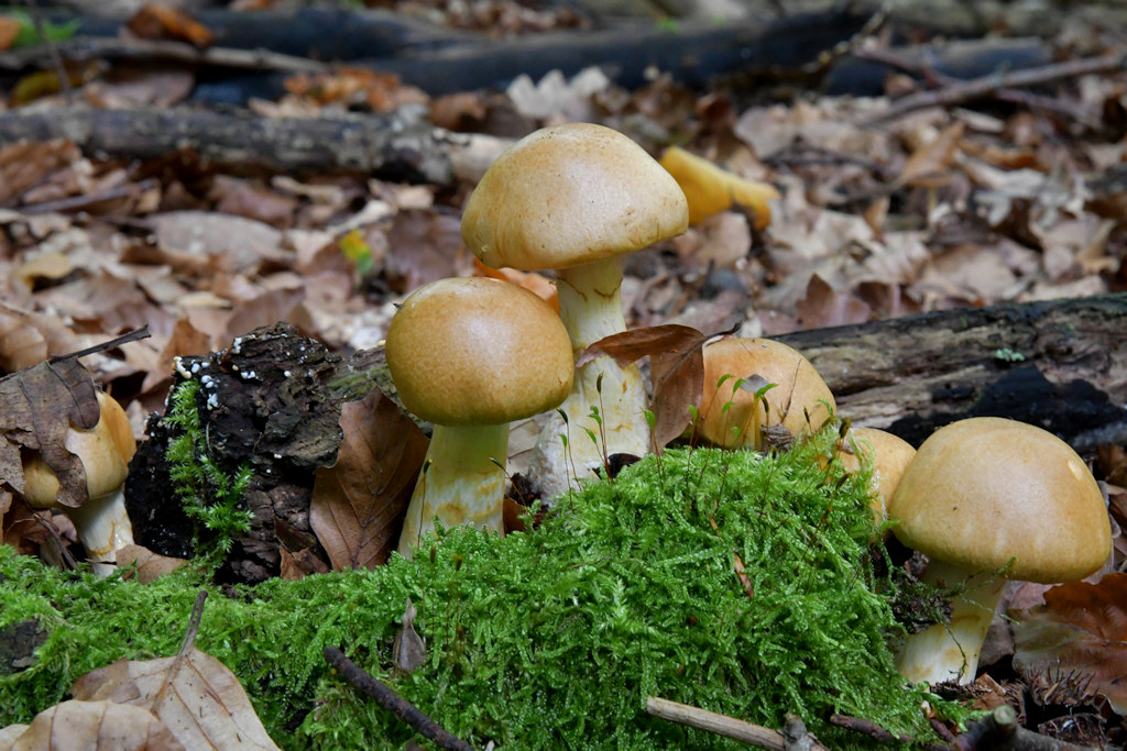 Cortinarius_ olidus.jpg