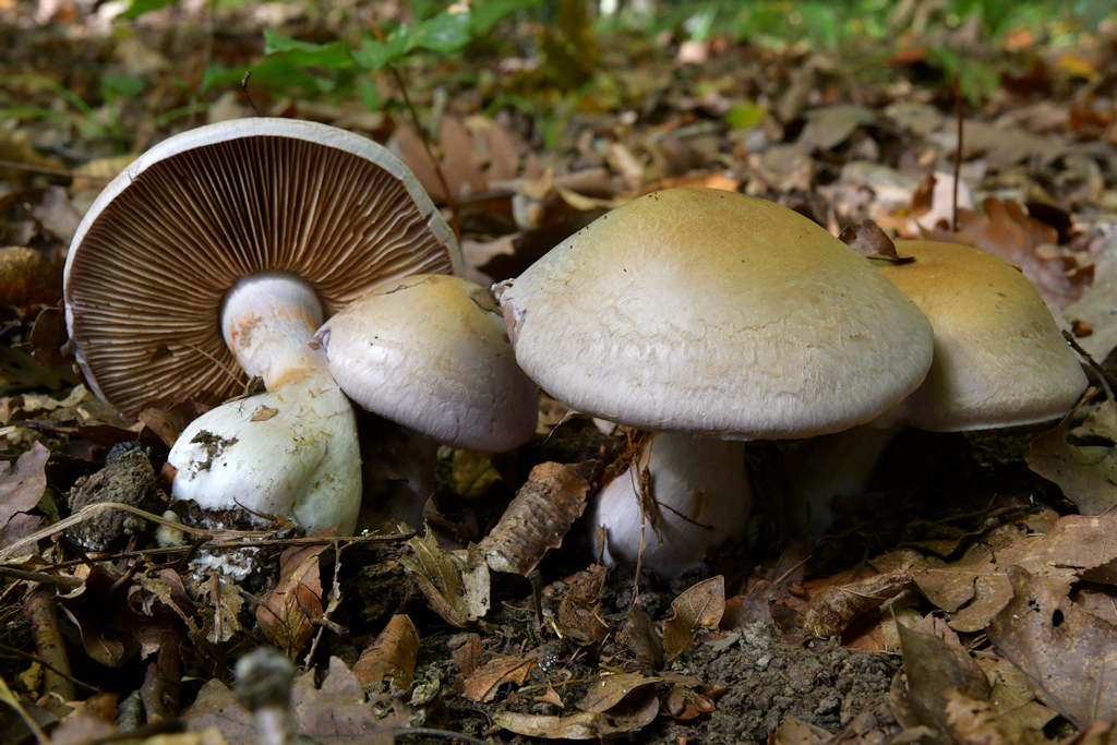 Cortinarius_largus.jpg