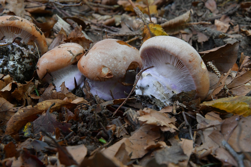 Cortinarius_arquatorum.jpg