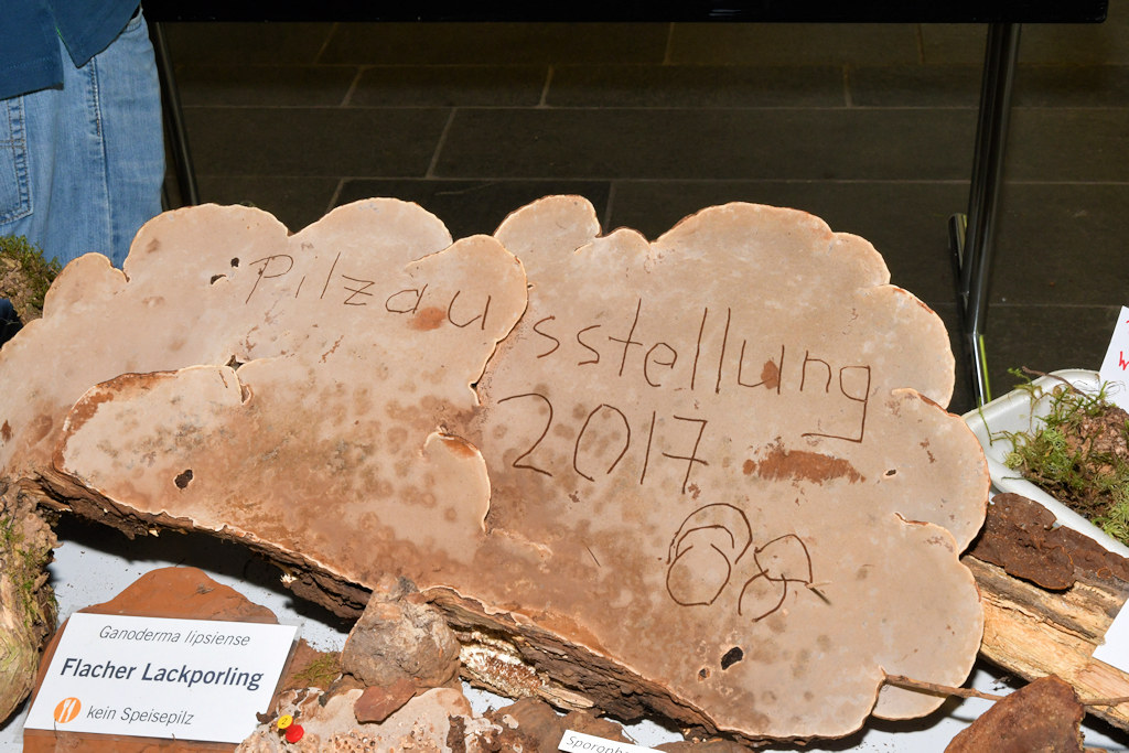 pilzaussellung auf ganoderma.jpg