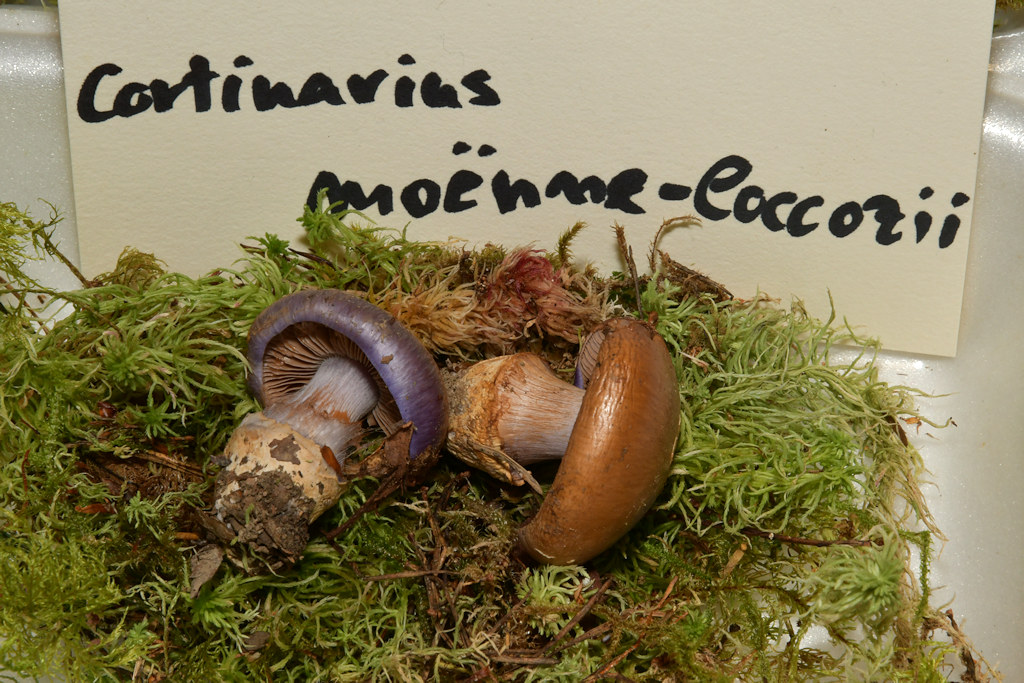 cortinarius.jpg