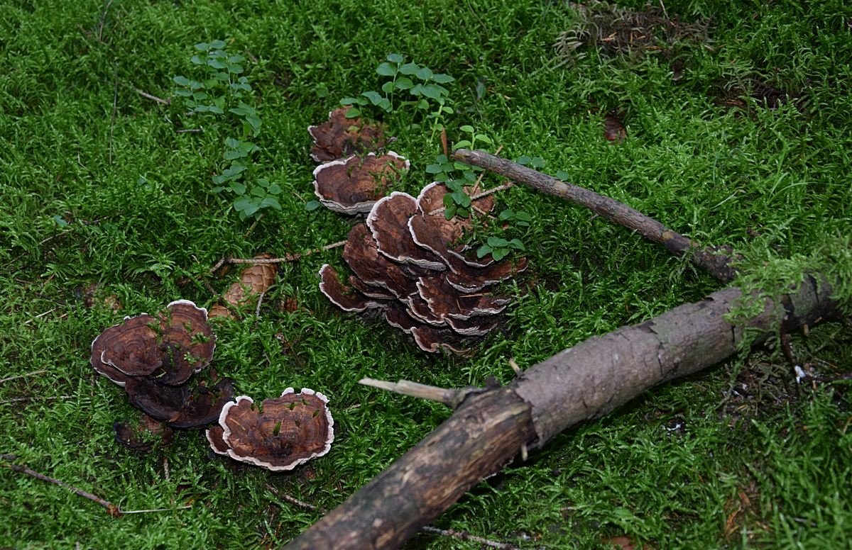 Hydnellum concrescens 03.09.17_1.0.JPG