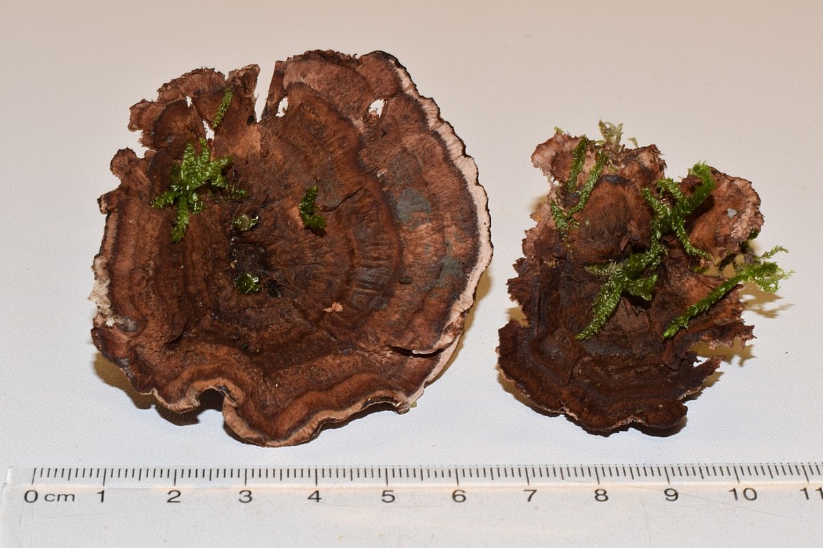 Hydnellum concrescens 03.09.17_1.2.JPG