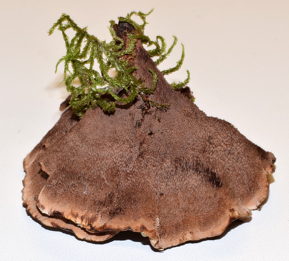 Hydnellum concrescens 03.09.17_1.4.JPG