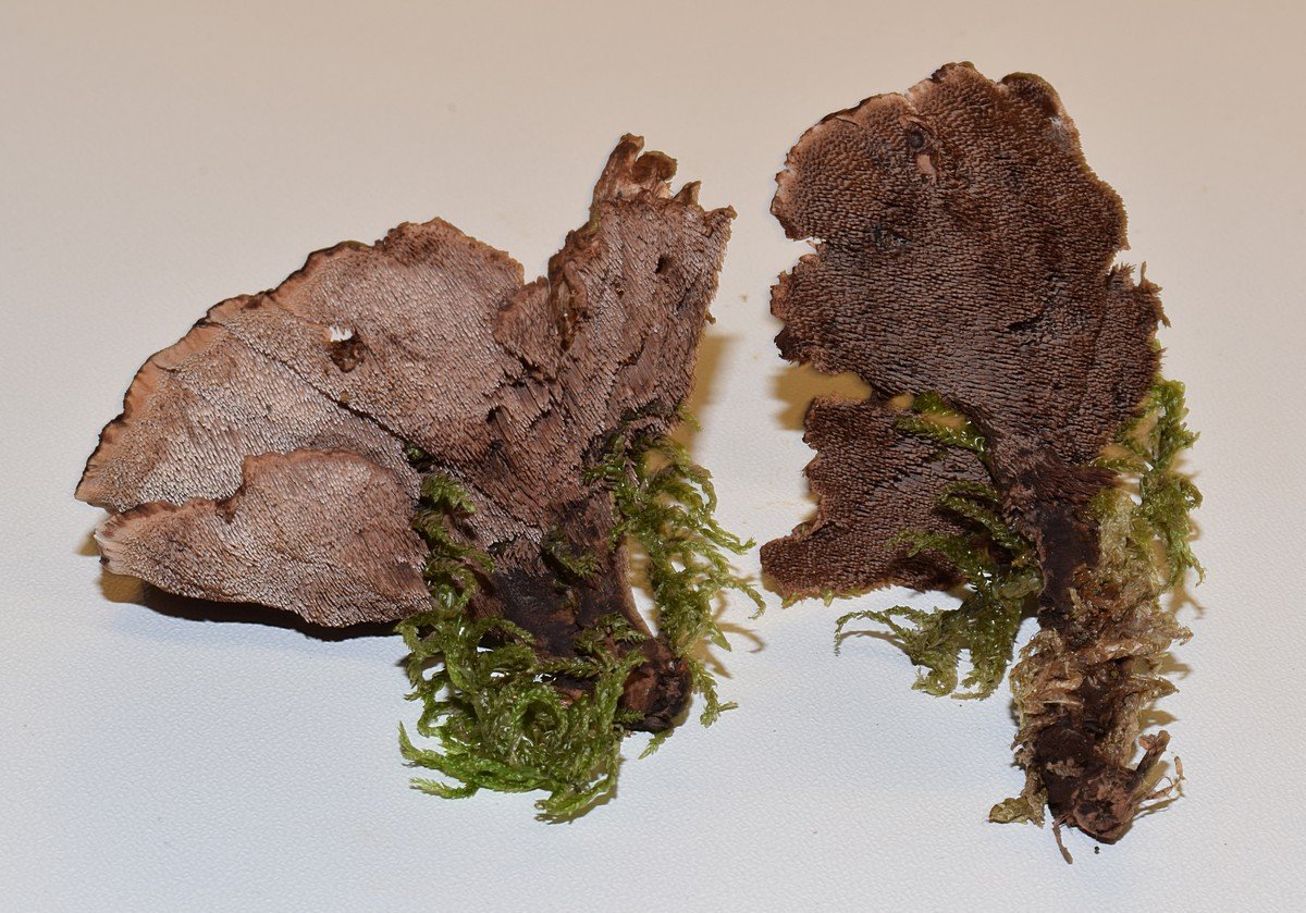 Hydnellum concrescens 03.09.17_1.5.JPG