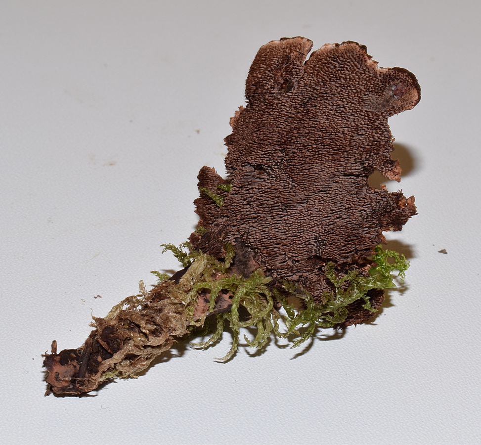 Hydnellum concrescens 03.09.17_1.6.JPG