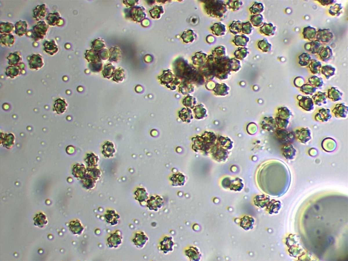 Hydnellum concrescens 03.09.17_1.7.jpg