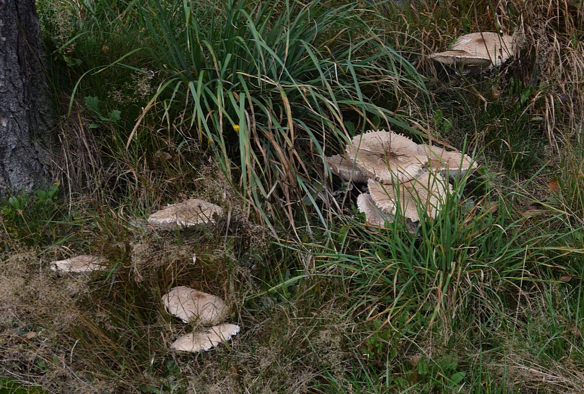 Macrolepiota excoriata_2.1.JPG