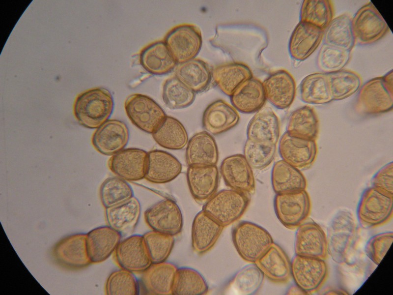 1000er Grialetsch (3).JPG