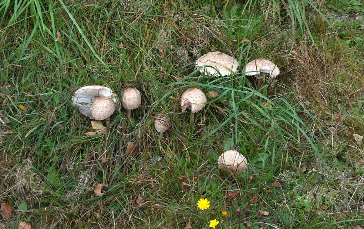Macrolepiota excoriata_2.2.JPG