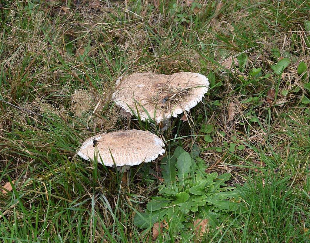 Macrolepiota excoriata_2.3.JPG