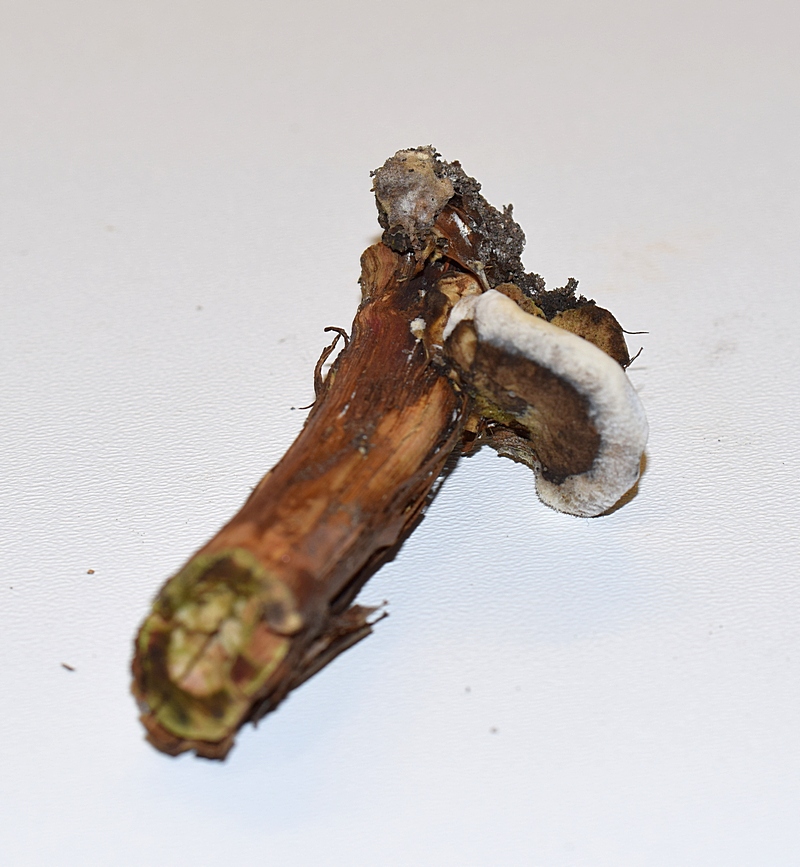 Bjerkandera adusta_1.0.jpg