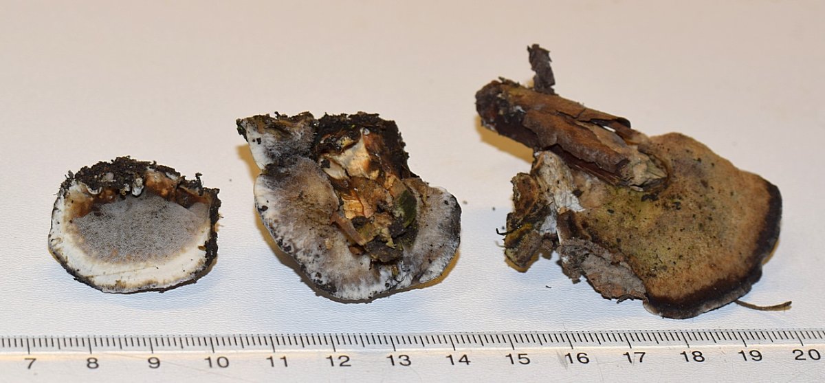 Bjerkandera adusta_1.1.jpg