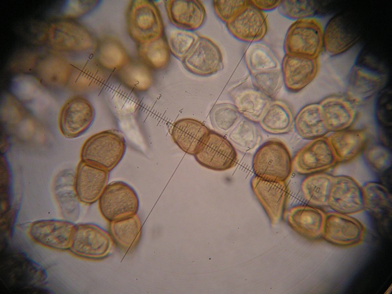 1000er Grialetsch (22).JPG