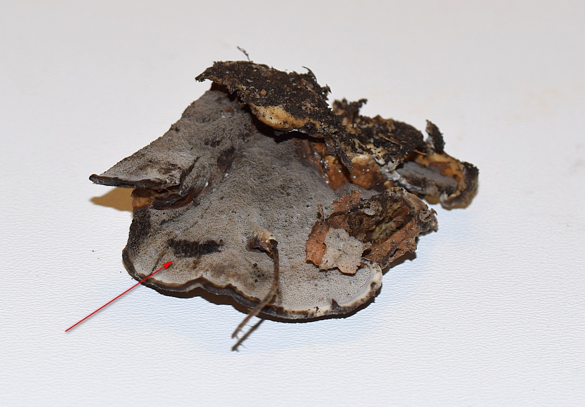 Bjerkandera adusta_1.2.jpg