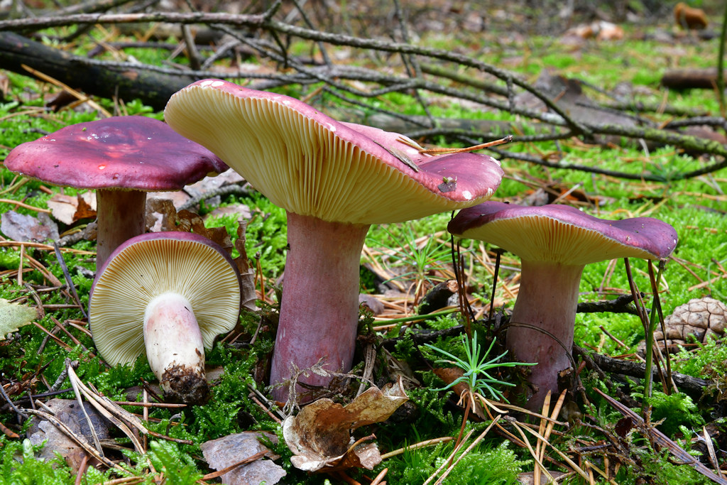 Russula_sardonia.jpg