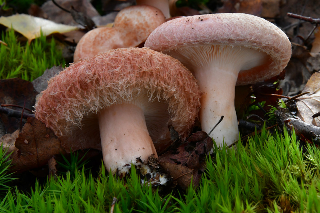 Lactarius_torminosus002.jpg