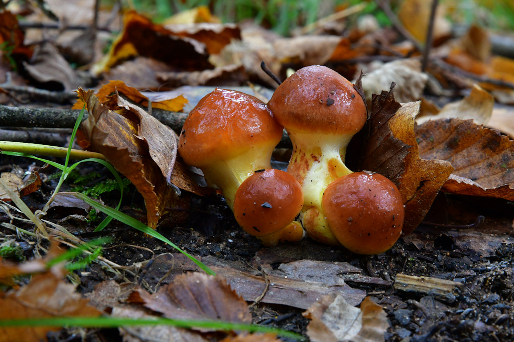 Suillus_grevillei.jpg