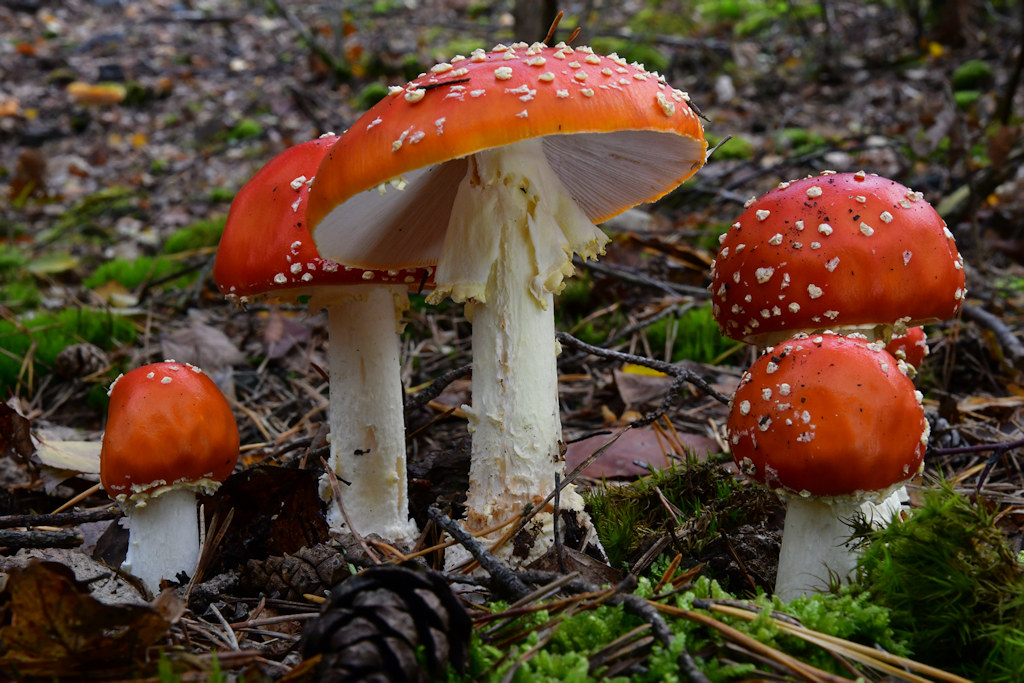 Amanita_muscaria002.jpg