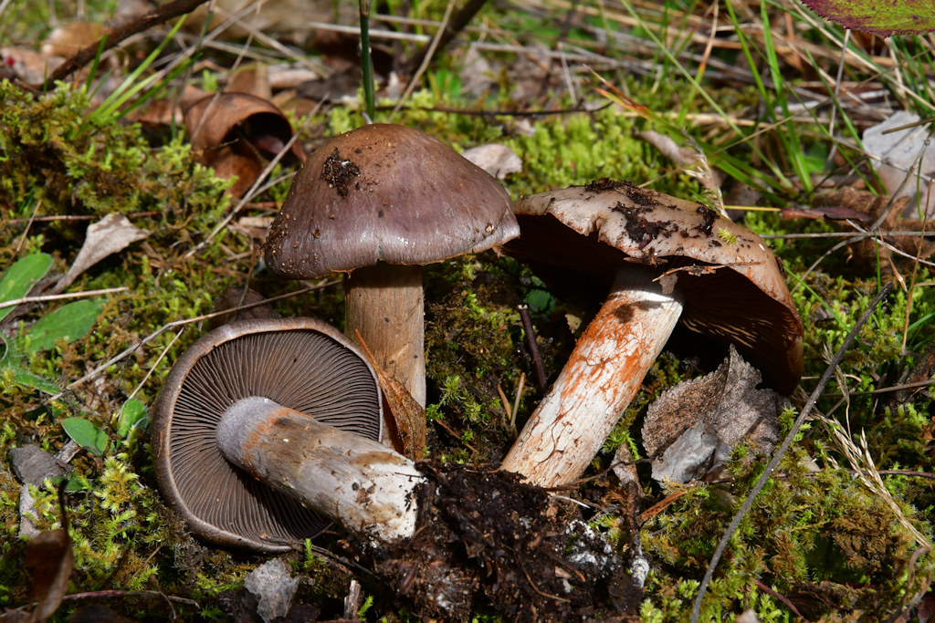 Cortinarius_infractus.jpg