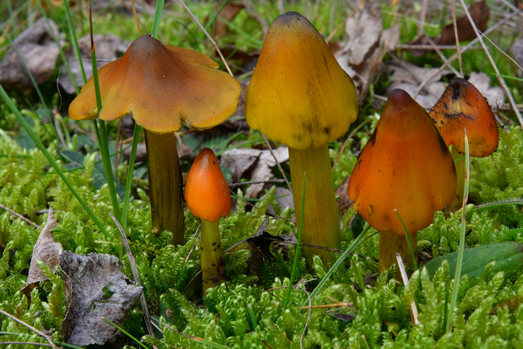 Hygrocybe_conica.jpg
