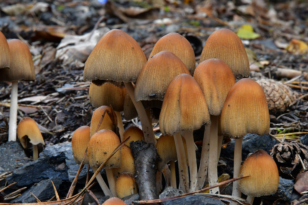 Coprinellus_truncorum.jpg