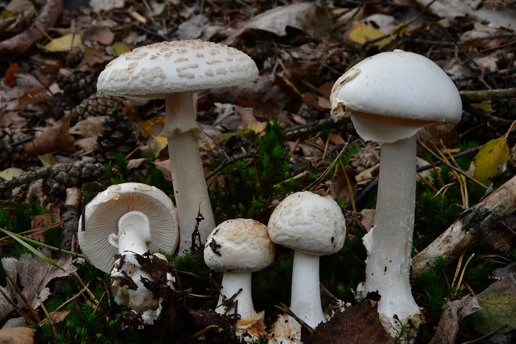 Amanita_citrina_var.alba.jpg