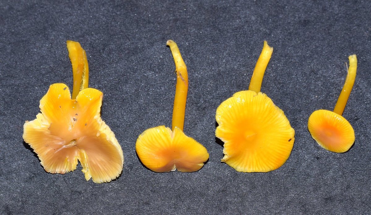 Hygrocybe sp. 1.4.JPG