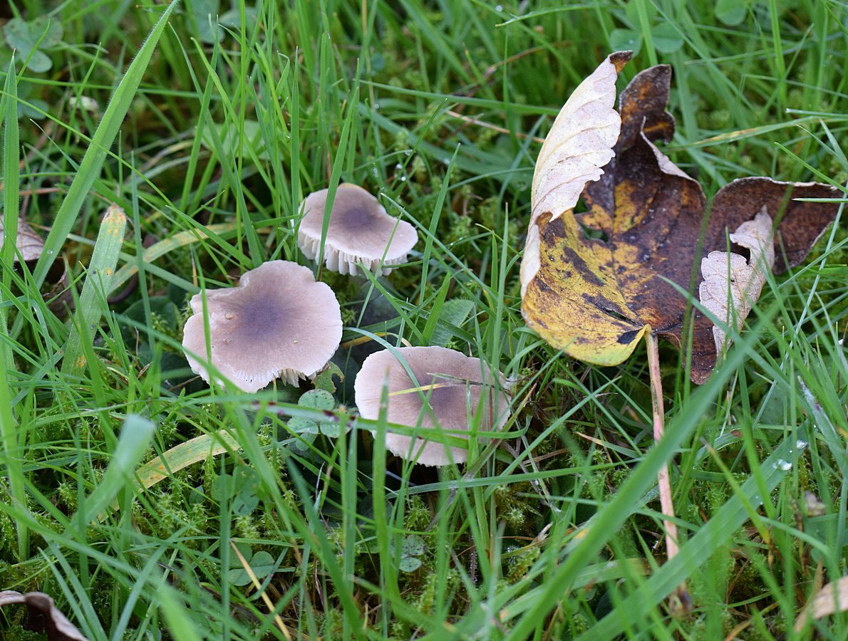 Dermoloma cuneifolium  Runzeliger Samtritterling<br />Kollektion 2015