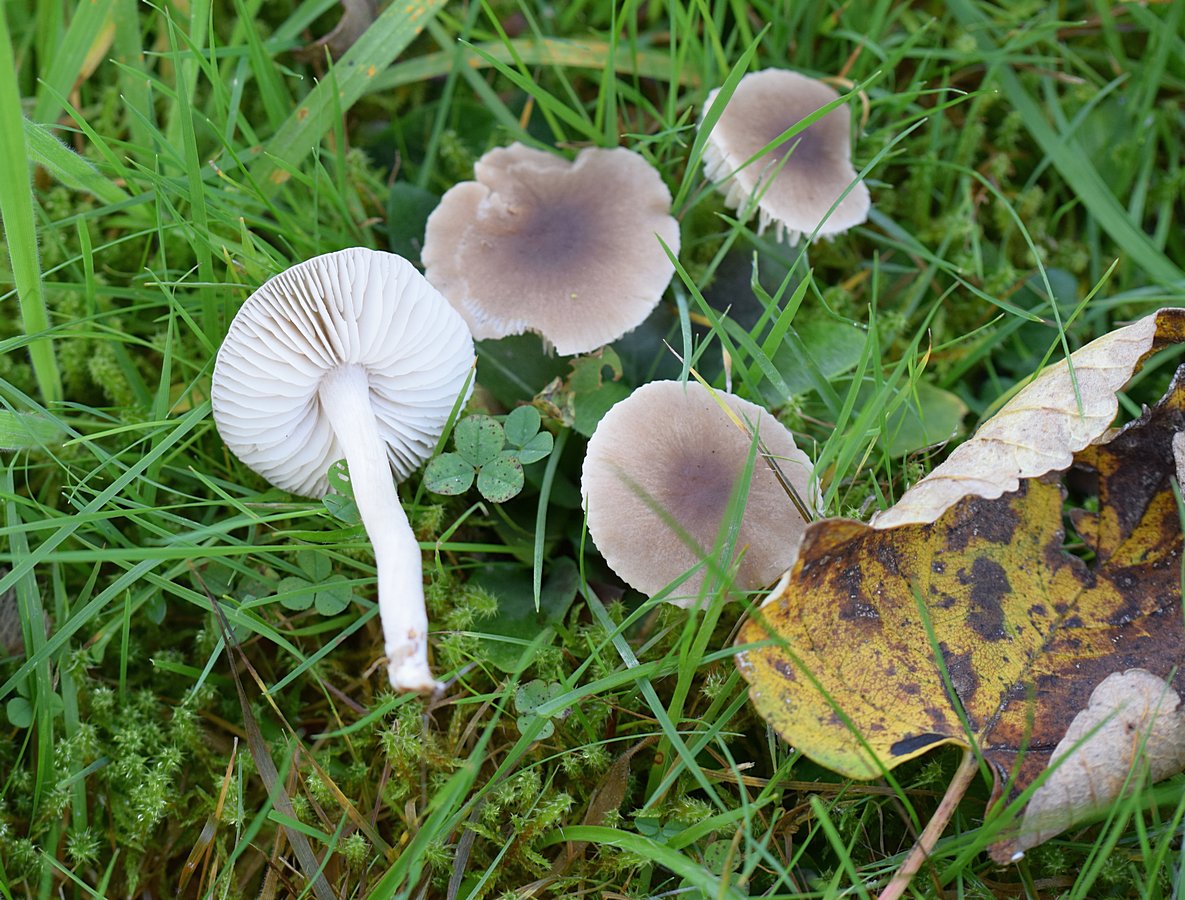 Dermoloma cuneifolium  Runzeliger Samtritterling<br />Kollektion 2015