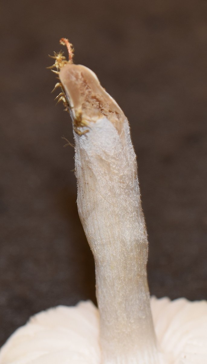 Dermoloma cuneifolium  Runzeliger Samtritterling<br />Kollektion 2017